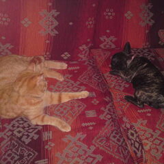 Samen lekker slapen op de bank..