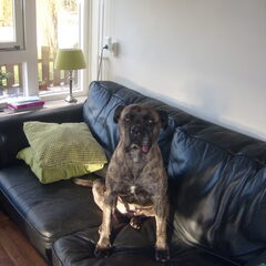 Dit is Boellie. Helaas overleden op 11 januari 2011. Ze was…