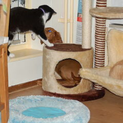 Senna samen met de katten Doerak(rood) Bibi (zwart)