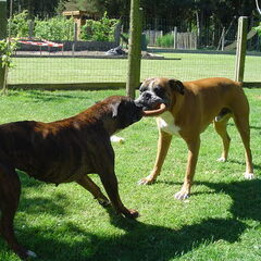 Jules en zijn adoptiezusje Lizzy, wie houdt hier het…