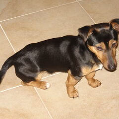 Odie