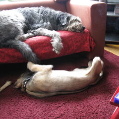 Jentl samen met Jesse