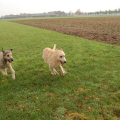 Jentl samen met vriend Fair