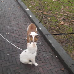 Gimli en buurhond Missy