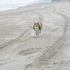 Cooper met zijn frisbee. Oostende 30/01/2011 - 02/02/2011