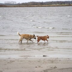 erkemedestrand, senna en django