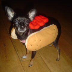 heet hondje
