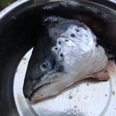 zalmkop