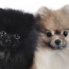 Nina en Kenji