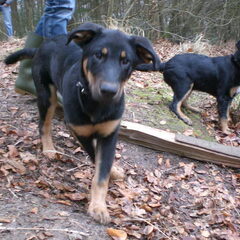 Bij de vijver in het bos, balou voor en ik op de…