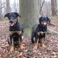 Samen met mijn beste vriend balou, beide ongeveer 14 weken