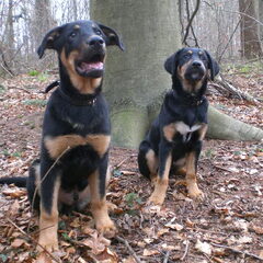 samen met balou in het bos 14 weken