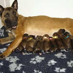 Bonnie met haar puppy's