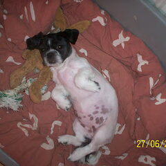 daisy toen ze nog gezond was! :'(