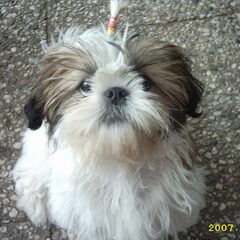 nikita toen ze nog pup was lief he