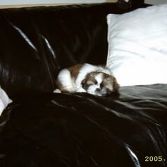 benjie toen ie nog pup was!(L) SOOO CUTE!!