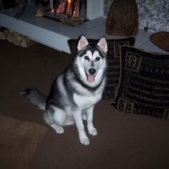 Onze super lieve en mooie Husky x Alaskan Malamute YUKON.