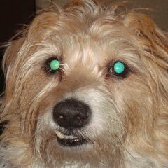 Boeffie, met haar "prachtige" onderbeet...:-)