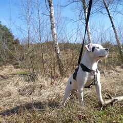 Butch in de brunsummerheide