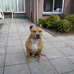 hoi,wij zijn op zoek naar een eigenaar van een mooie…