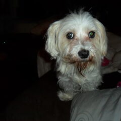 Ginny, ons half dove en kippige schattie!