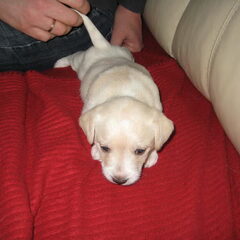 Onze Nougat was hier 3 weken