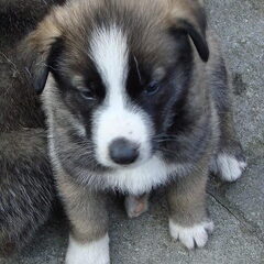 Django als pup