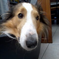 Rex!