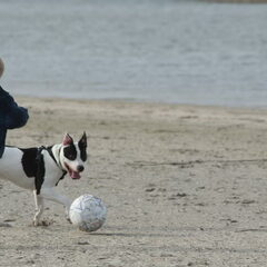 dribbel