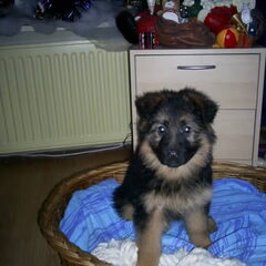 dit is katja het is een langstokharige duitse herder op…