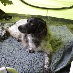 in onze tent op wedstrijd pampus in almere