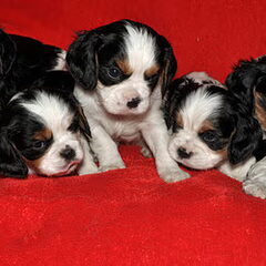 Dit zijn de 6 puppies die Diesel gekregen heeft. 4 reutjes…
