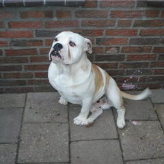 pa Tyson 2 en half jaar oud