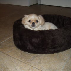 Dit is Mai-li. Ze is sinds drie weken bij ons en ze is 10…