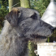Koppie Joy