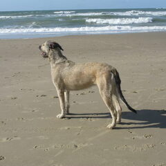 Jentl op het strand