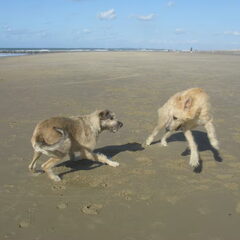 Jentl samen met vriend Fair