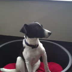 Odie half jaar oud