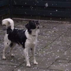 Happen naar de sneeuwvlokjes