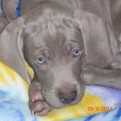 ICE
