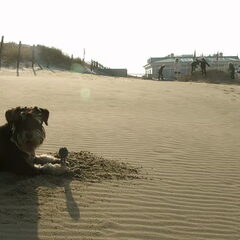 Aan het strand in Noordwijk