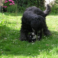 "Wat nou briard???"