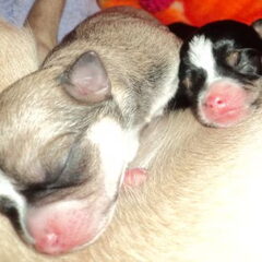 De pups !