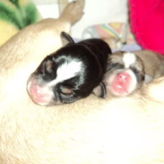 Samen x