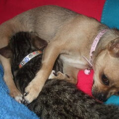Lunaa en Sweety ! jaa jaa je ziet het goed, Sweety zuigt…