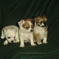 wij zijn nu 5weken oud en geboren in the house of chihuahua…