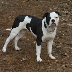 Maggie 8 maanden