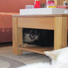 Logan die kruipt onder de salontafel weg voor Nikki.