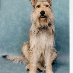 Dit is mijn Picardische Herdershond Luca (C'Luca du Domaine…