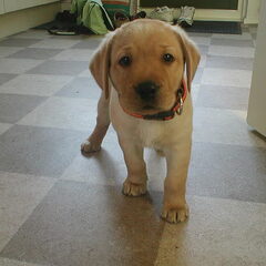 Dit was Melvin toen hij nog een pup was. Mijn vriend had…